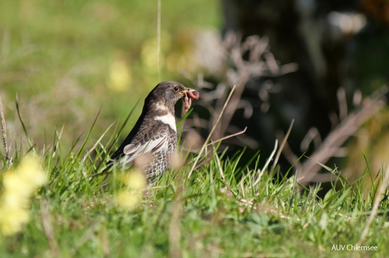 AktNatBeo-210525-ja-10_Ringdrossel.jpg