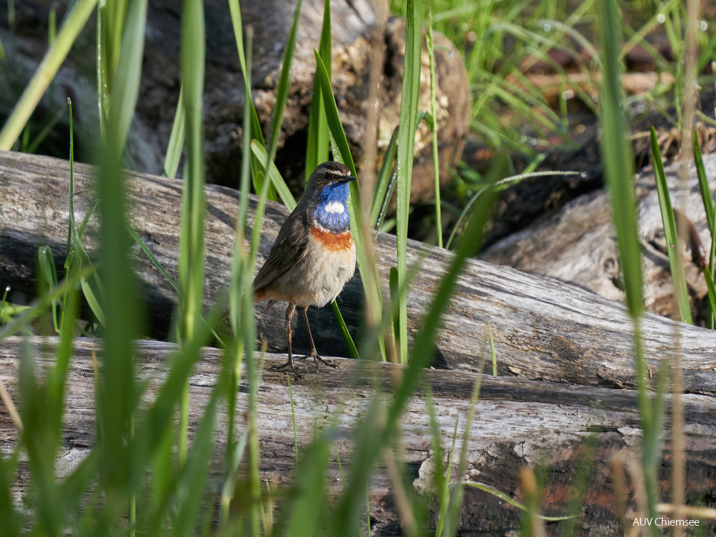 Blaukehlchen - Männchen