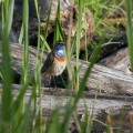 Blaukehlchen - Männchen