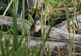 Blaukehlchen - Männchen