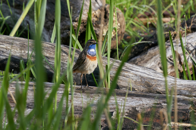 AktNatBeo-210526-ka-03-Blaukehlchen_Maennchen-3facb5_k.jpg