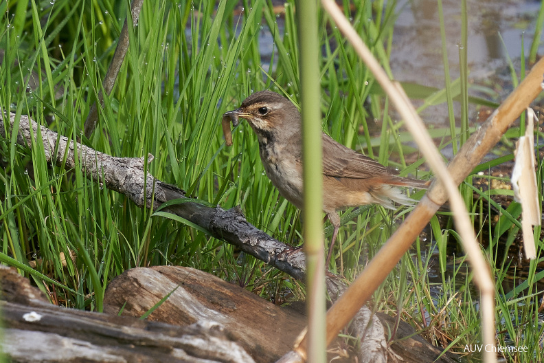 Blaukehlchen - Weibchen
Mit einem Klick! zur Fotogeschichte mit weiteren Bildern
Beobachtungsturm Hirschauer Bucht / 26. Mai 2021 / Foto: Alexander Kraus
AktNatBeo-210526-ka-04-Blaukehlchen_Weibchen-DSC03387.jpg