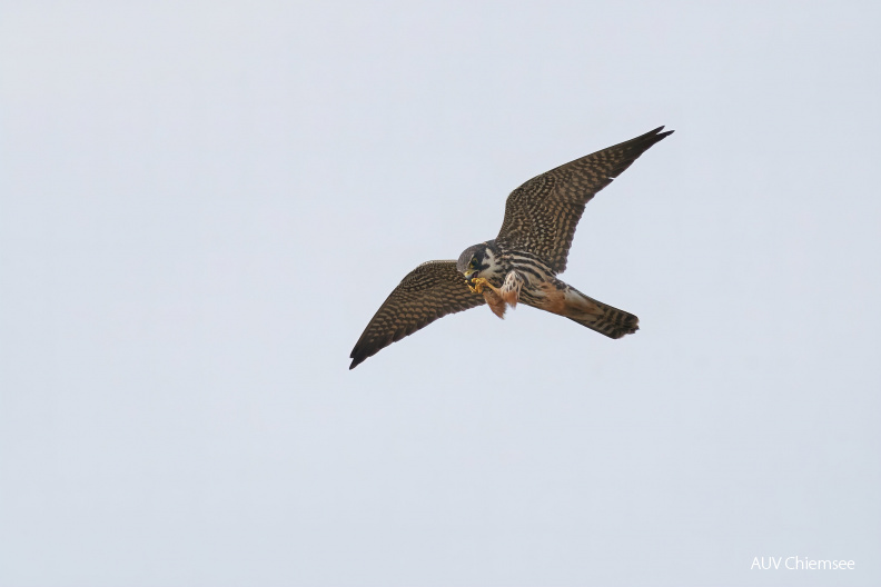 AktNatBeo-210526-ka-10-Baumfalke-cb81d7_k.jpg