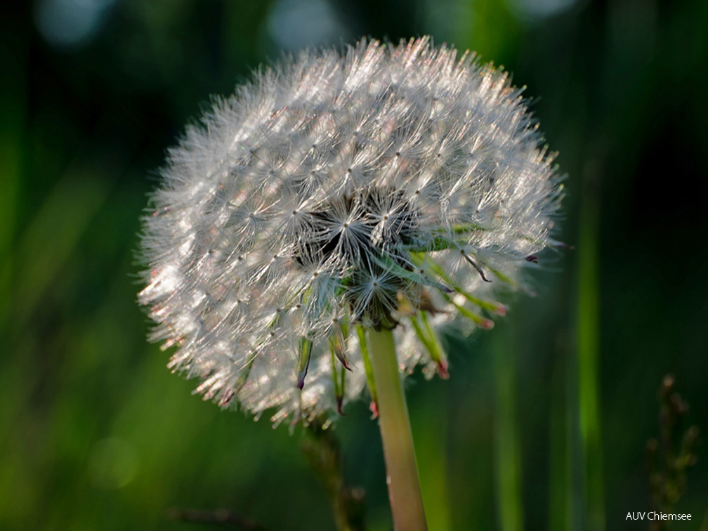 "Pusteblume"