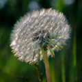 "Pusteblume"