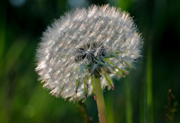 "Pusteblume"