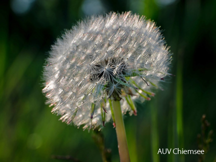 "Pusteblume"