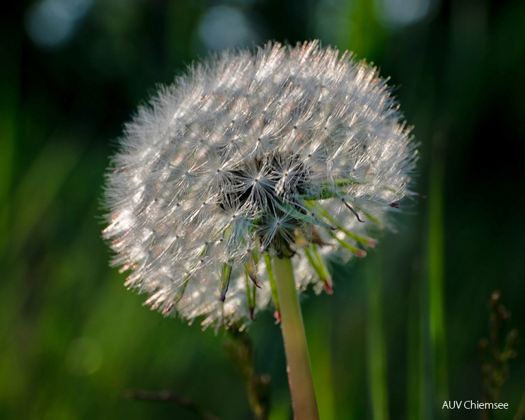 AktNatBeo-210530-kw-Pusteblume_DSF3445-3-1200pix.jpg