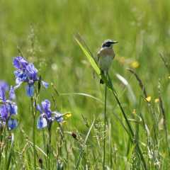 Braunkehlchen & Sibirische Iris