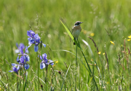 Braunkehlchen & Sibirische Iris