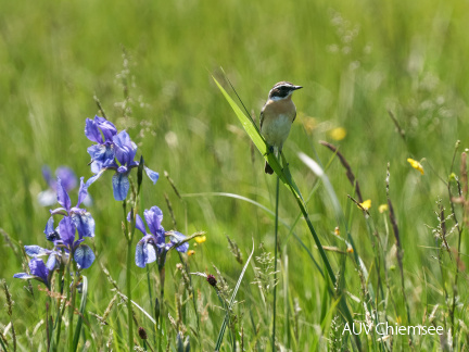 Braunkehlchen & Sibirische Iris