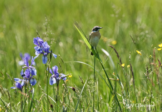 Braunkehlchen & Sibirische Iris