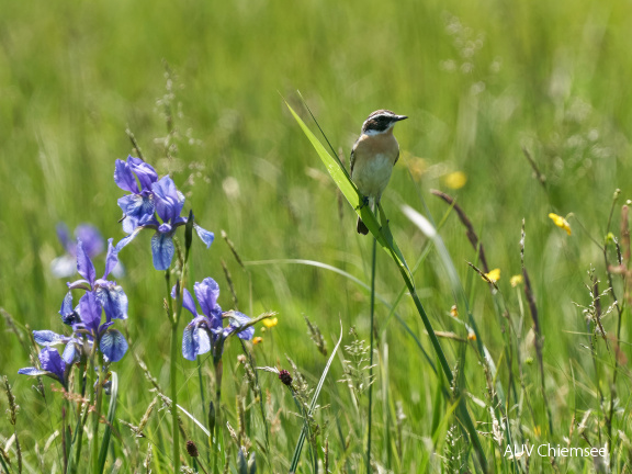 Braunkehlchen & Sibirische Iris