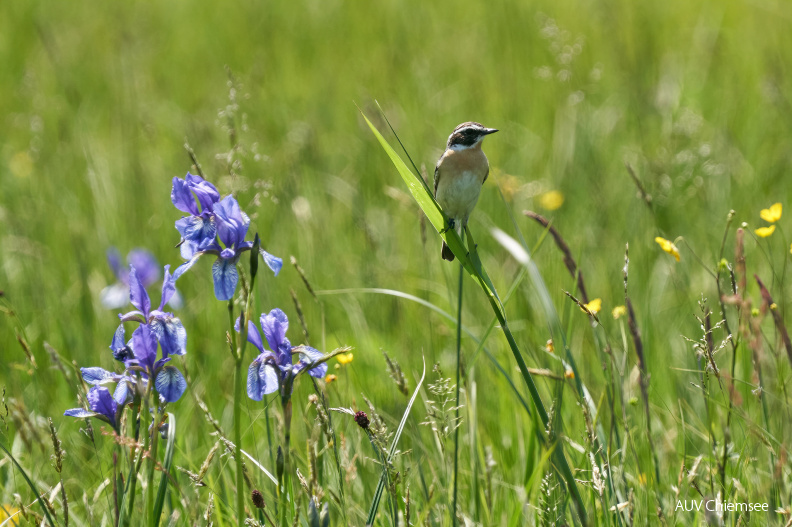 AktNatBeo-210604-ka-Braunkehlchen+Sibirische_Iris-9ca6d6_k.jpg