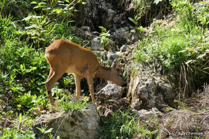 AktNatBeo-210613-ja-09_Rehbock.jpg