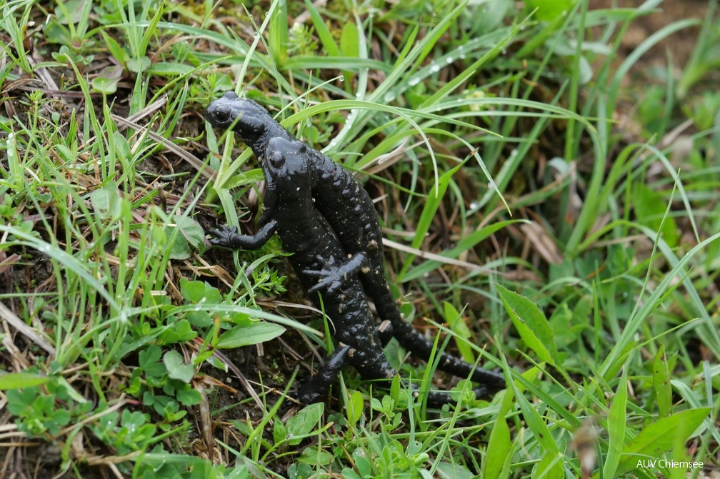 Alpensalamander