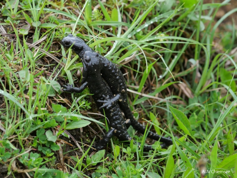 Alpensalamander