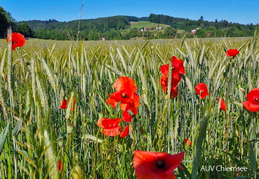 Mohnblumen