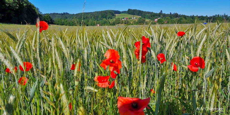 Mohn-&Kornblumen-H_Fritz-IMG_20210614_083612.jpg