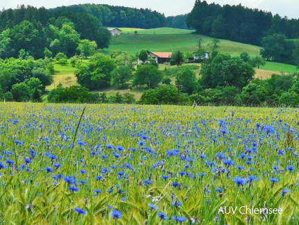 Kornblumen