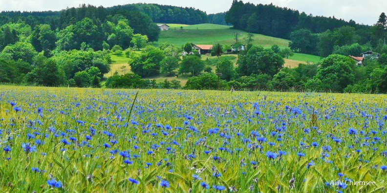 Mohn-&Kornblumen-H_Fritz-IMG_20210623_140054.jpg