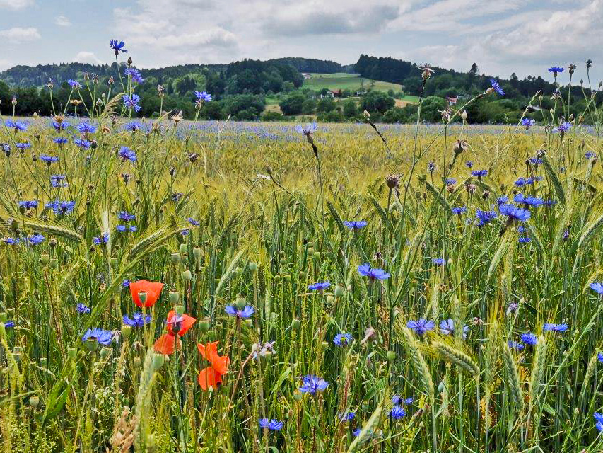 Mohn- und Kornblumen