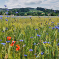 Mohn- und Kornblumen