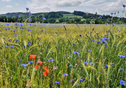 Mohn- und Kornblumen