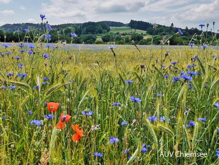 Mohn- und Kornblumen