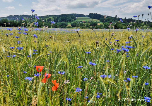 Mohn- und Kornblumen