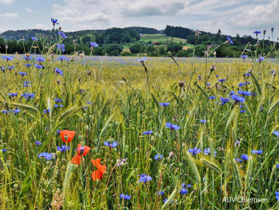 Mohn- und Kornblumen