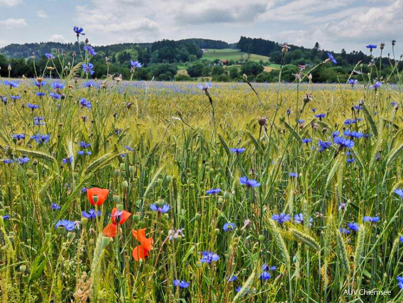 Mohn- und Kornblumen