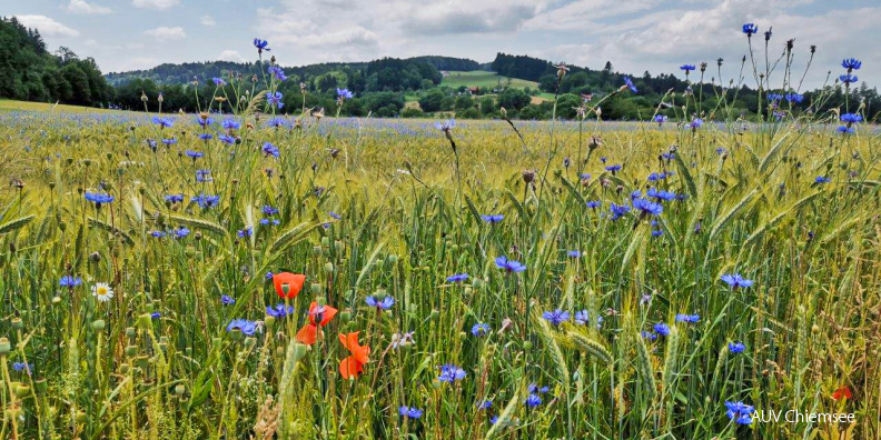 Mohn-&Kornblumen-H_Fritz-IMG_20210623_140138.jpg