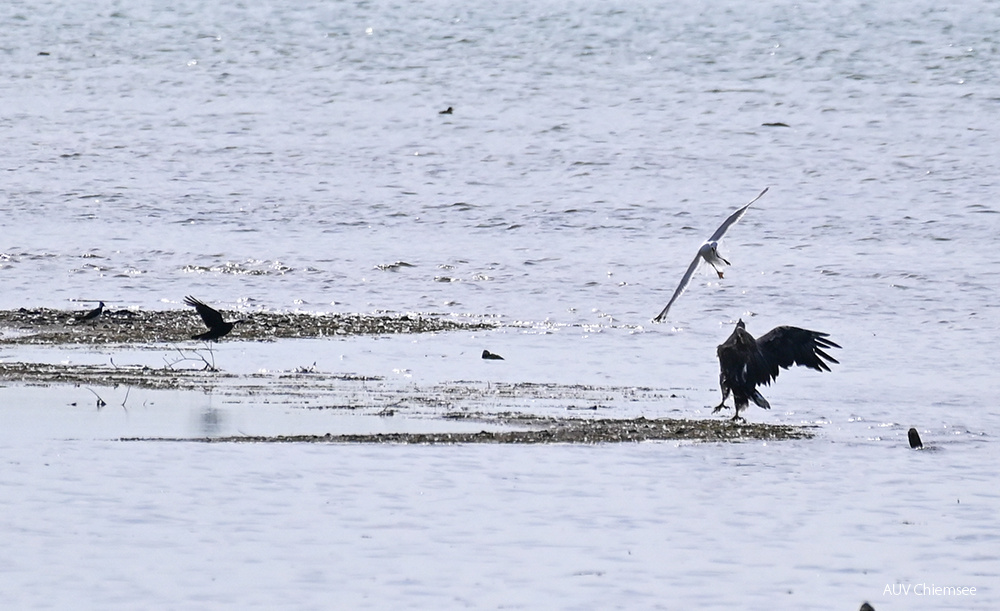 Seeadler und Mittelmeermöwe 