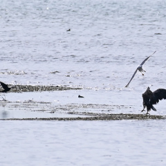 Seeadler und Mittelmeermöwe 