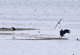 Seeadler und Mittelmeermöwe 