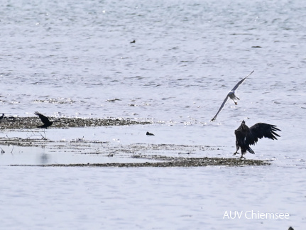 Seeadler und Mittelmeermöwe 