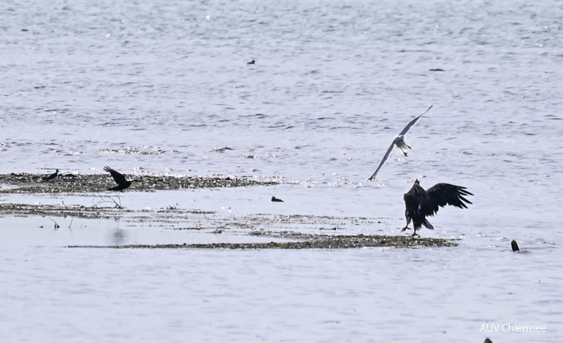 Seeadler und Mittelmeermöwe kämpfen um Kadaver
Mit einem Klick! zur Fotogeschichte mit weiteren Bildern
Beobachtungsturm Hirschauer Bucht / 27. Juni 2021 / Foto: Sasha Jumanca
AktNatBeo-210627-sj-02_Seeadler_und_Mittelmeermoewe_Hirschauerbucht_Sasha_Jumanca.jpg