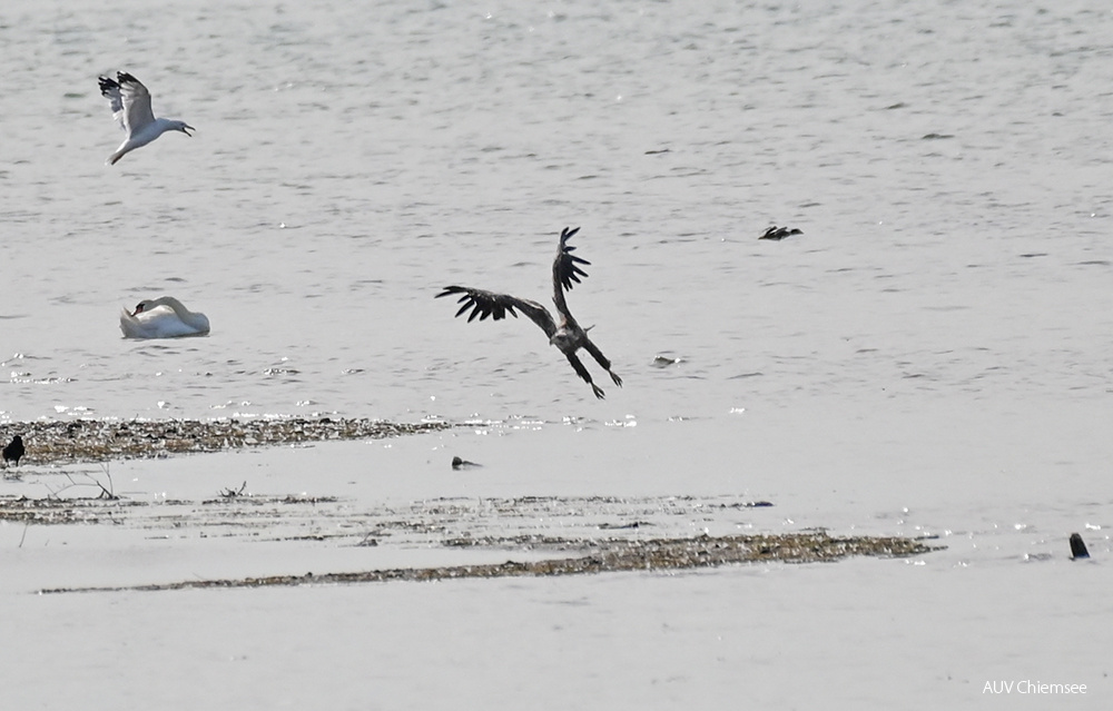 Seeadler