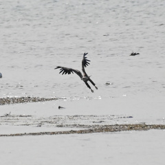 Seeadler