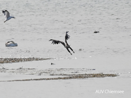 Seeadler