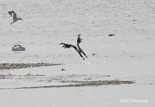 Seeadler