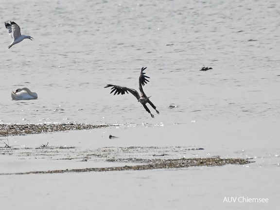 Seeadler