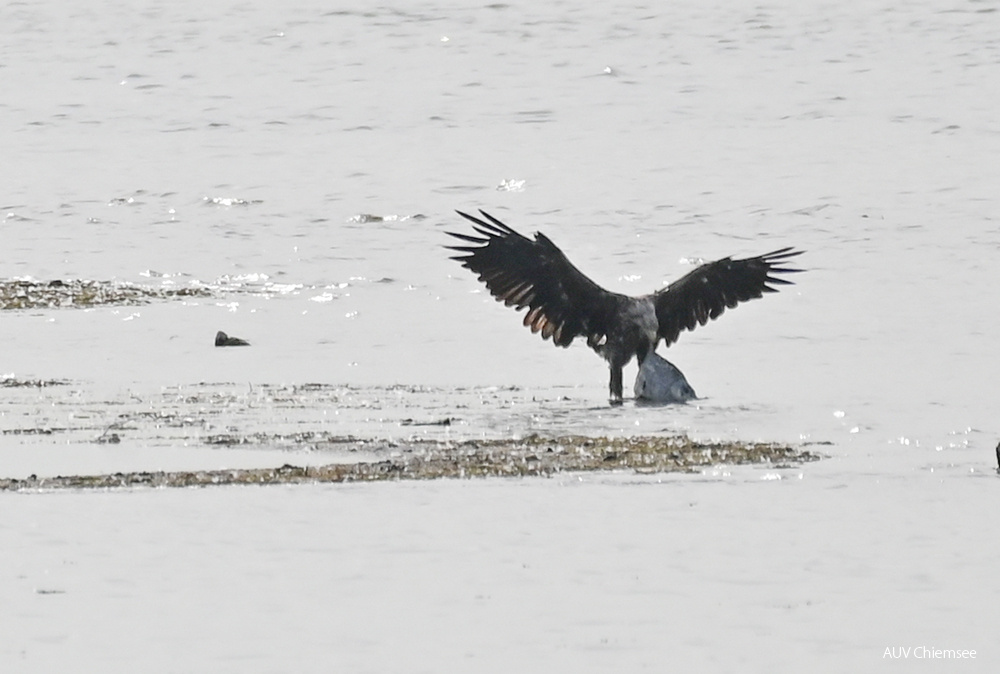 Seeadler mit Beute 