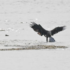 Seeadler mit Beute 