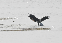 Seeadler mit Beute 