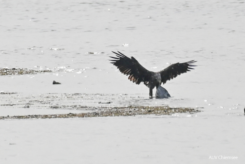 AktNatBeo-210627-sj-06_Seeadler_mit_Beute_Hirschauerbucht_Sasha_Jumanca.jpg