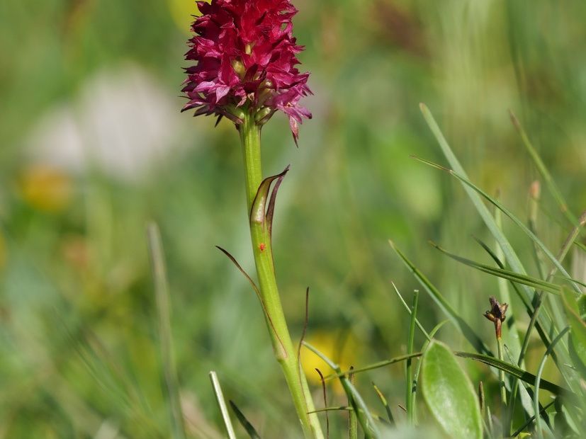 Rotes Kohlröschen