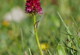 Rotes Kohlröschen