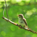 juveniler Zwergschnäpper